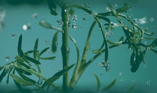 瓶新肌水+精华露层层强韧肌肤细嫩年轻肌！AG真人旗舰厅登录保税直发HR赫莲娜绿宝(图19)